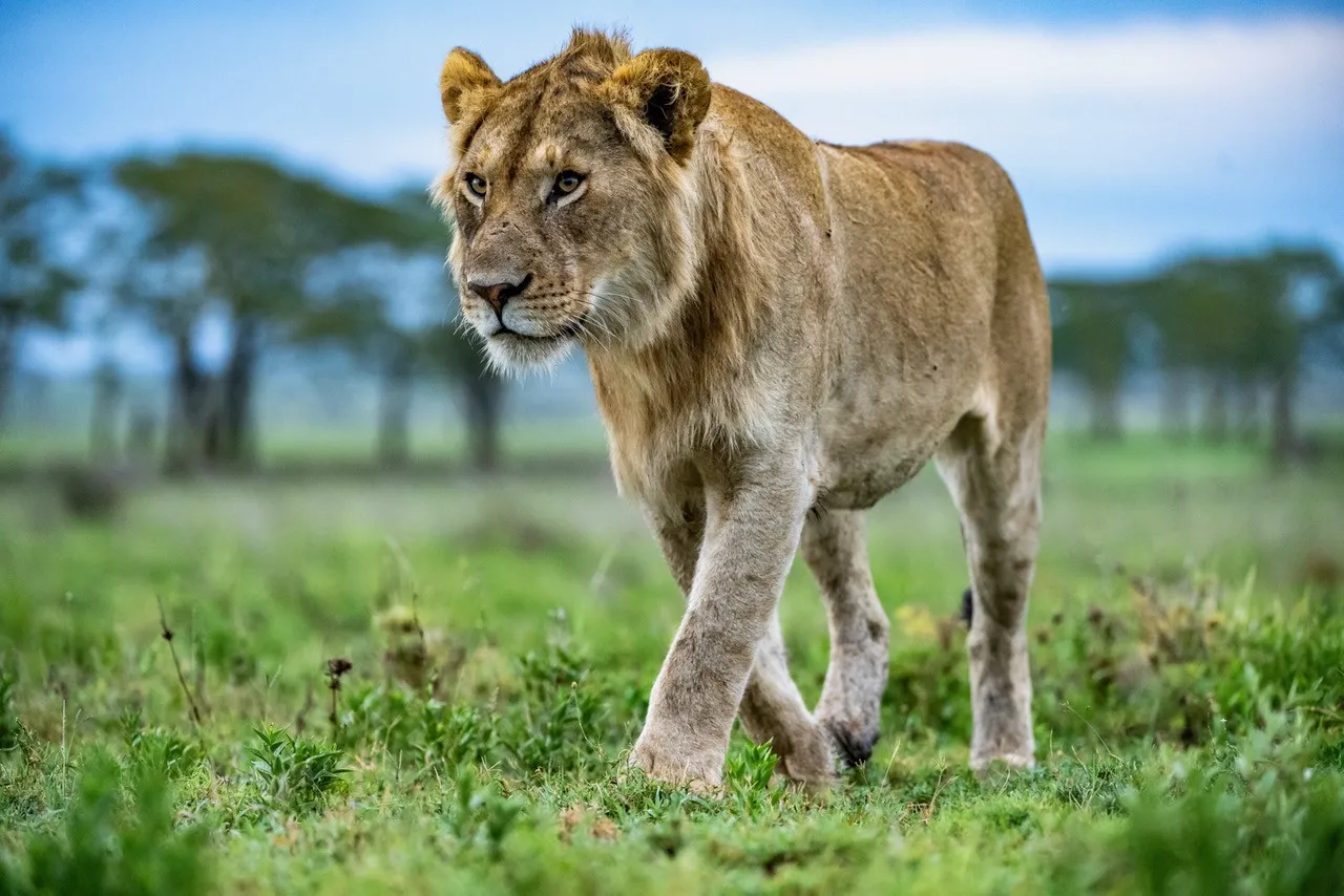 Young lion on African safari, photo safari by PJ Hicks, professional photographer.