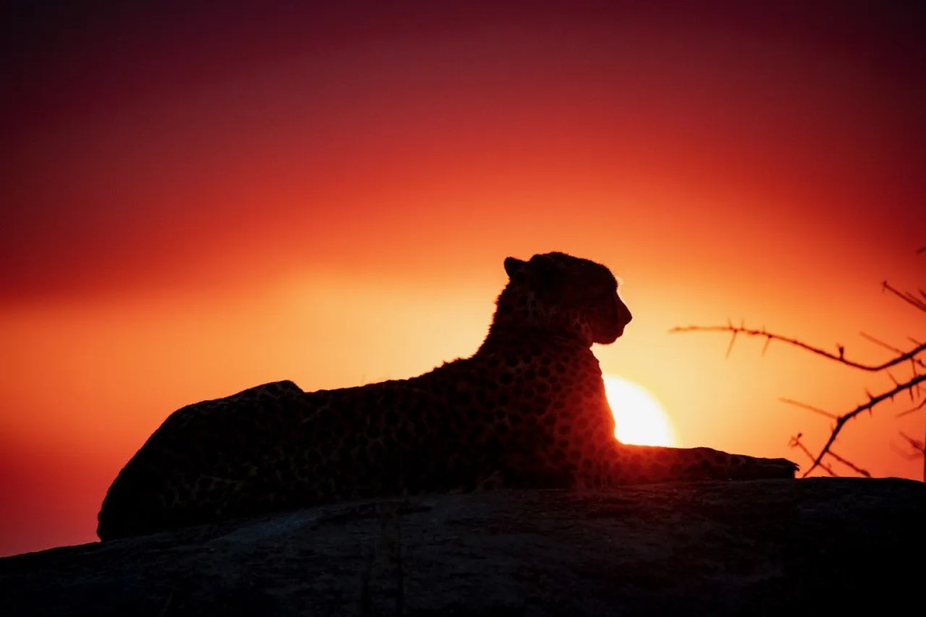 African safari: Leopard silhouetted against a fiery sunset. Photo safari by PJ Hicks.