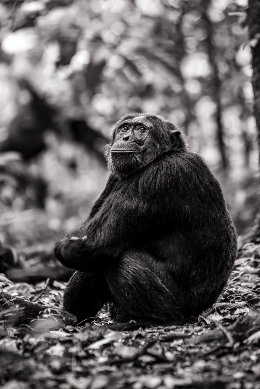 Chimpanzee sitting in forest, African safari photo by PJ Hicks.