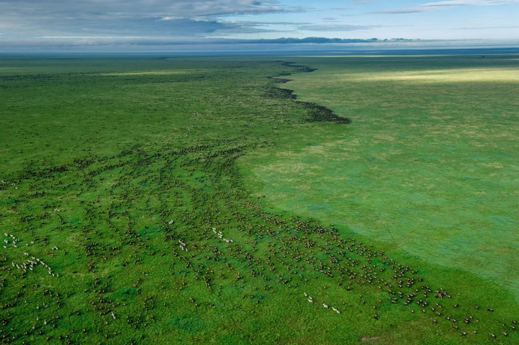 Great Migration photo safari: Wildebeest herd grazing on vast African savanna. PJ Hicks, professional photographer.
