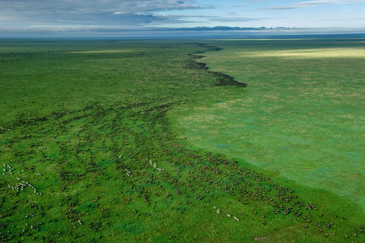 Great Migration photo safari: Wildebeest herd grazing on vast African savanna. PJ Hicks, professional photographer.