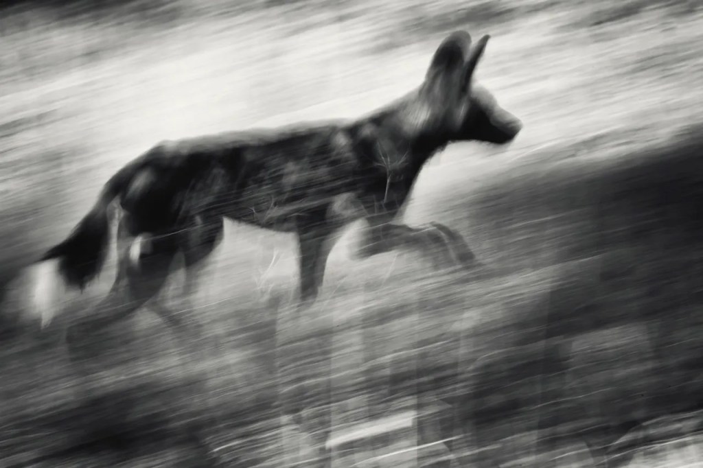 African wild dog in motion during an African safari, photo safari by PJ Hicks.