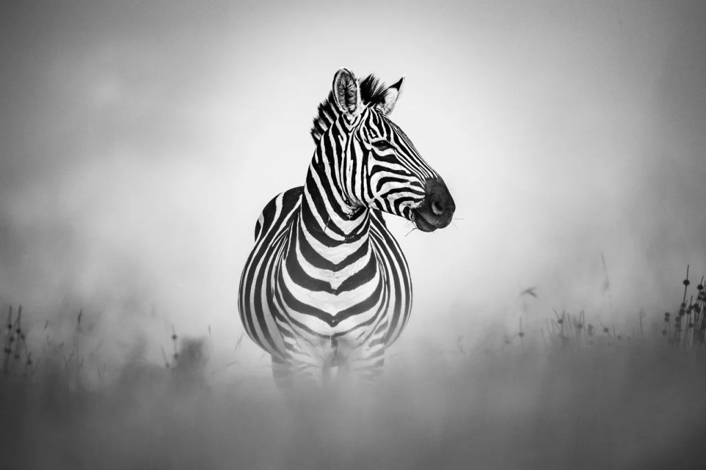 Zebra portrait in African safari, by PJ Hicks, professional photographer. Photo safari wildlife.