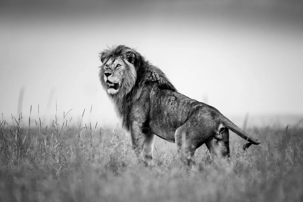 Majestic lion on African photo safari by PJ Hicks.