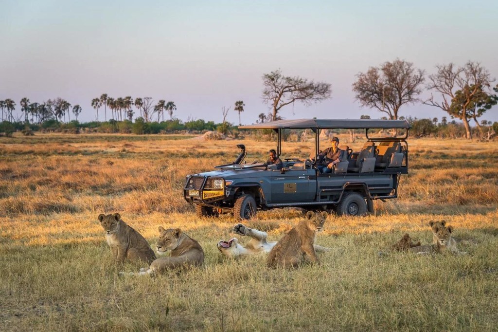 African photo safari: Lions resting in the grass near a safari vehicle on an African safari.