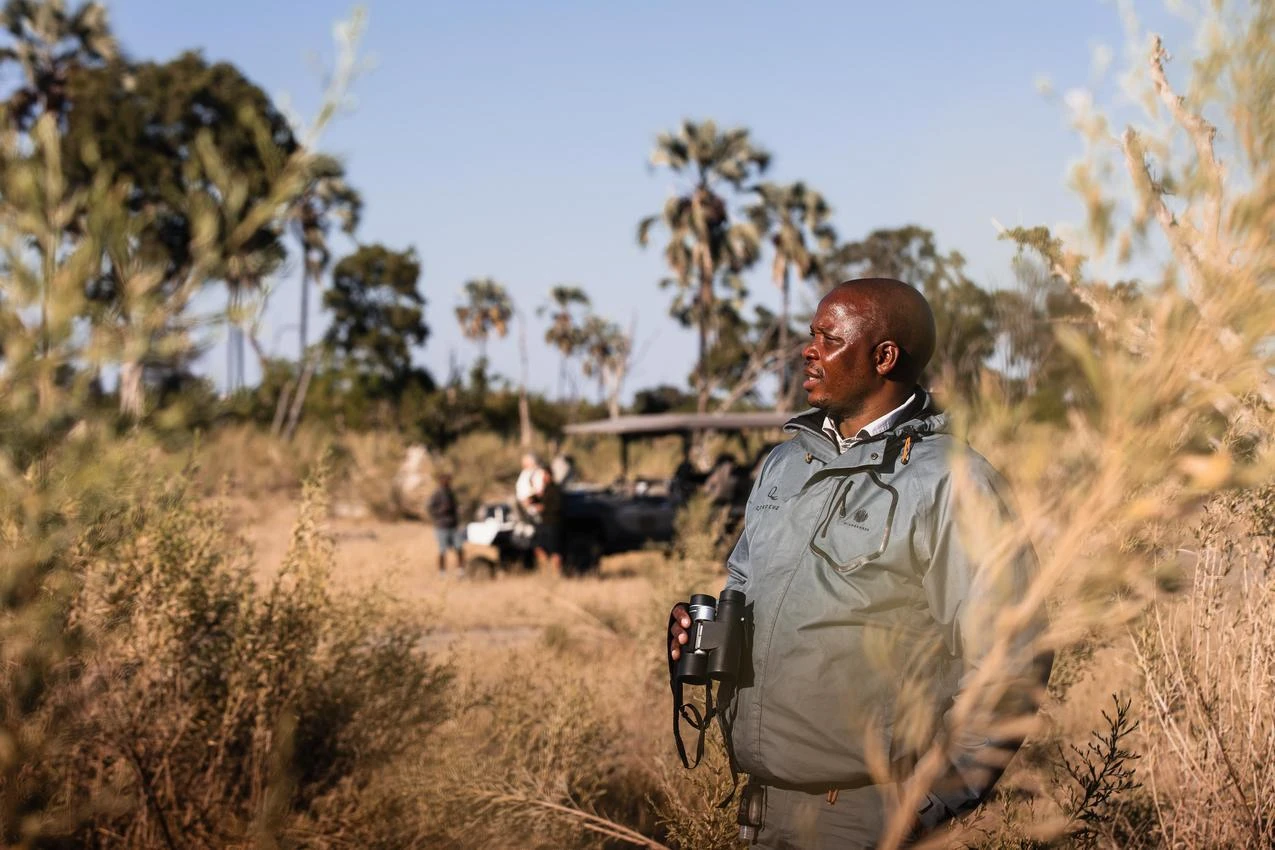 African safari guide with binoculars in the Okavango Delta, Botswana. Photo safari adventure.