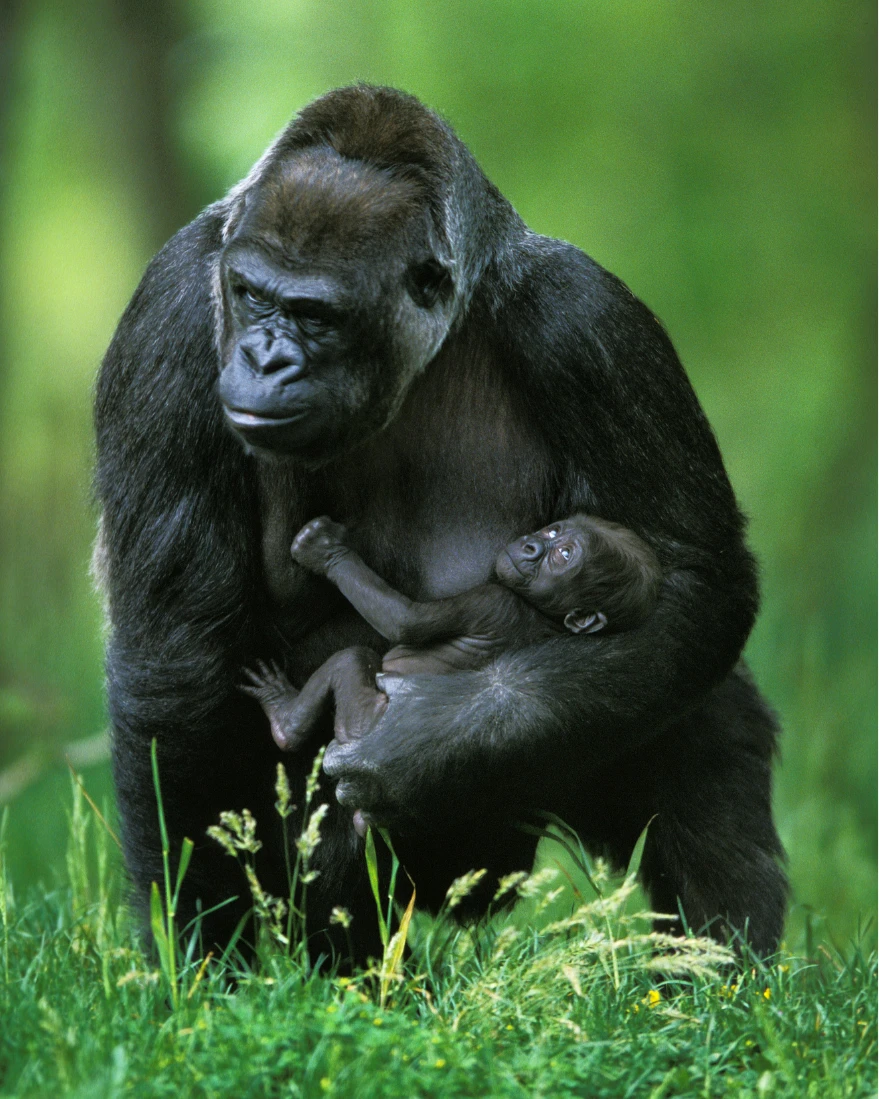 Mother gorilla cradling her baby during a Uganda photo safari, part of an African safari experience.