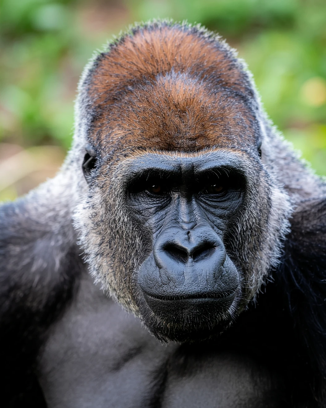 Silverback gorilla portrait, a highlight of an Uganda photo safari. African safari