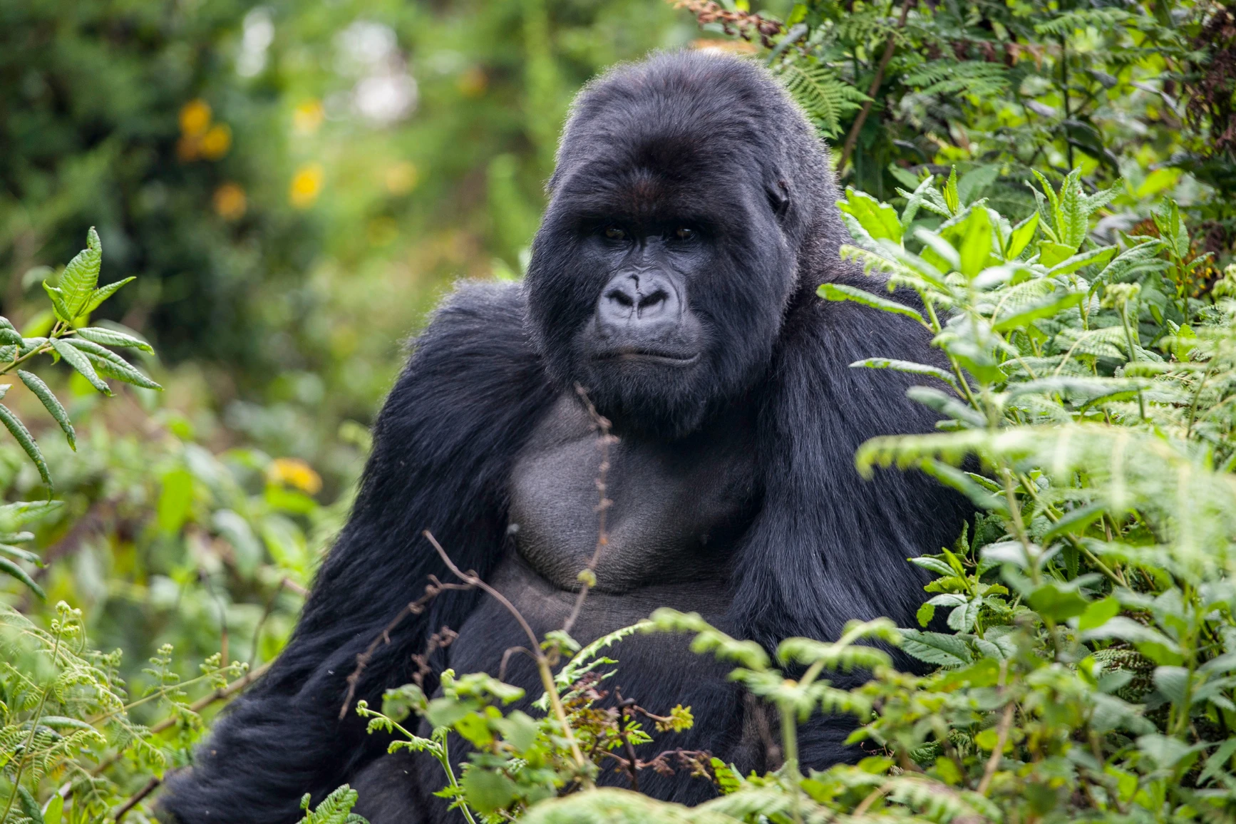 Silverback gorilla in Uganda, an African safari photo.