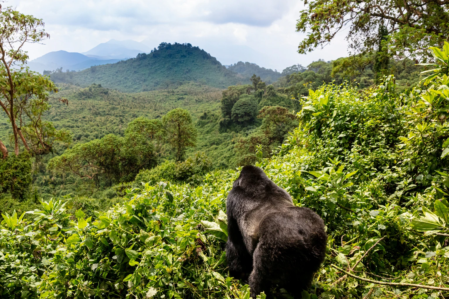 Gorilla surveys lush Uganda landscape. Experience an African photo safari on our Uganda expedition.