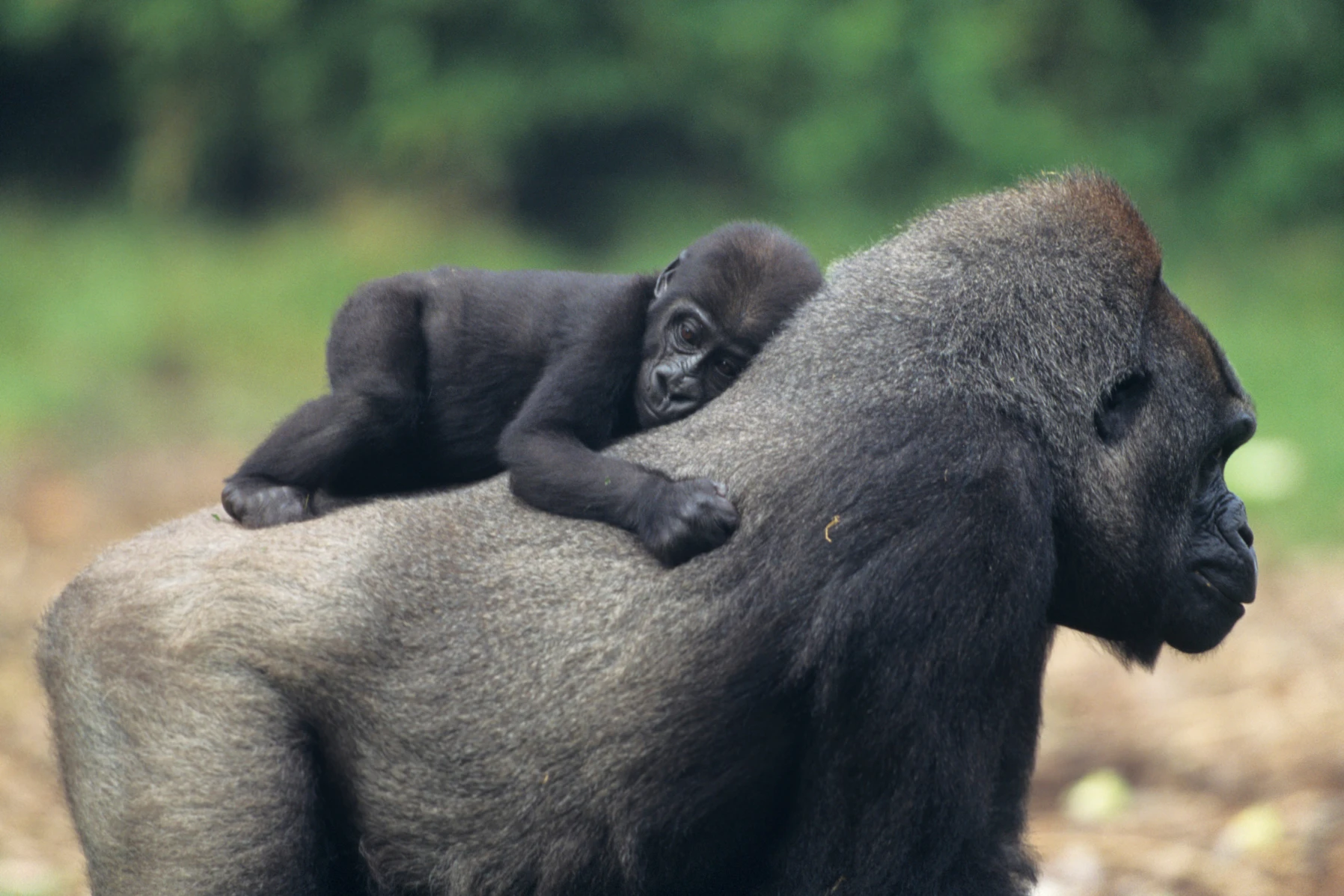 Baby gorilla riding on its mother's back during a Uganda photo safari.