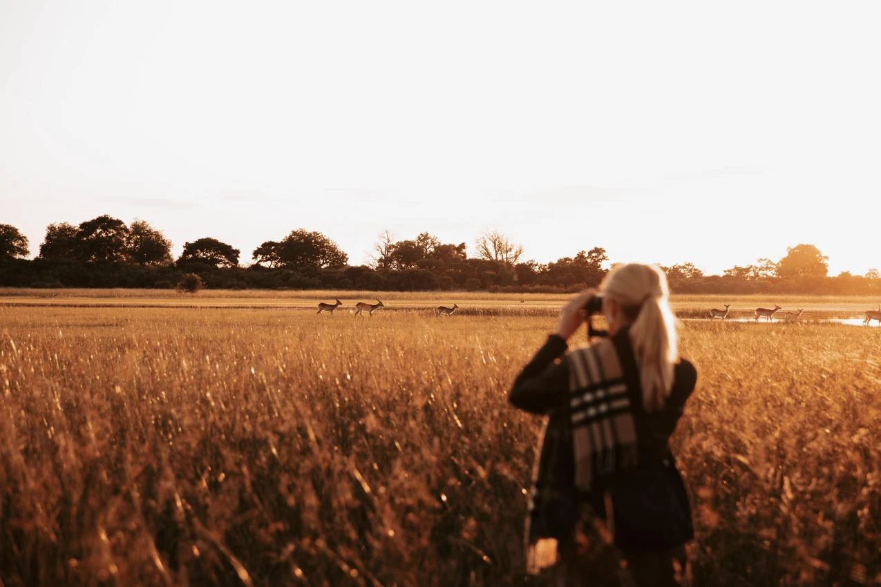 Woman on African photo safari taking pictures of deer in a golden field at sunset.