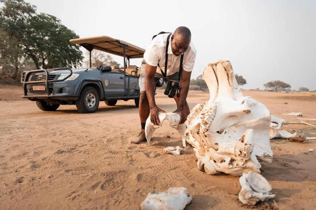 African photo safari: Man examines elephant bones in the African savanna.