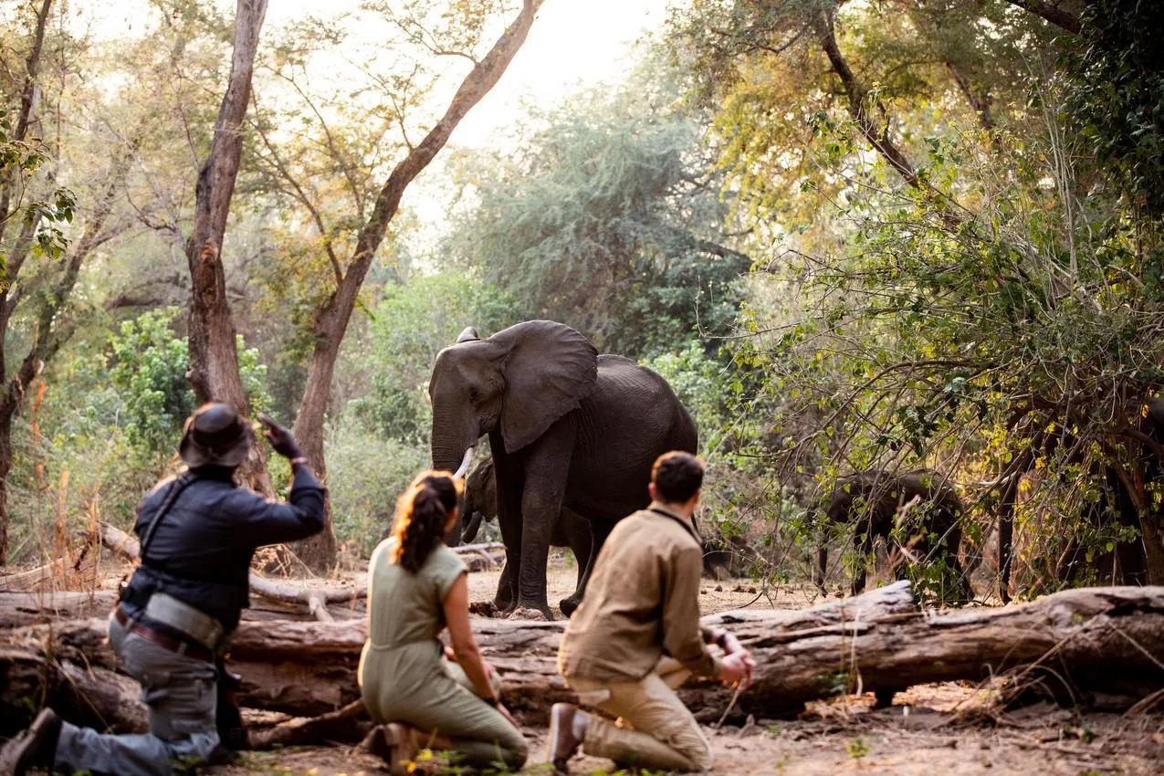 African photo safari: Tourists kneeling, observing elephants in their natural habitat.