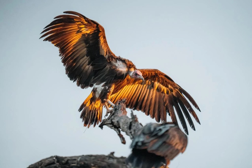 African safari: Lappet-faced vulture perched with wings outstretched on a branch. Great photo safari shot.