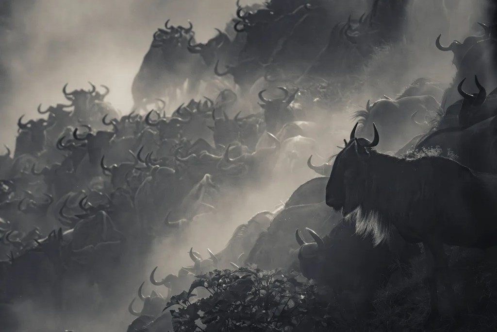 African safari: Wildebeest migration in a dramatic photo safari by PJ Hicks.