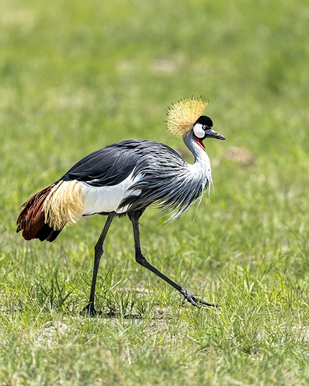 Grey crowned crane walking in Hwange, Zimbabwe. African photo safari, Hwange National Park. Image by Nick Wigmore - Photo Safari Company