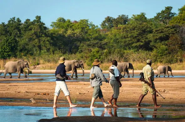 Safari guides lead a walking photo safari in South Luangwa, with elephants in the background. African safari adventure.