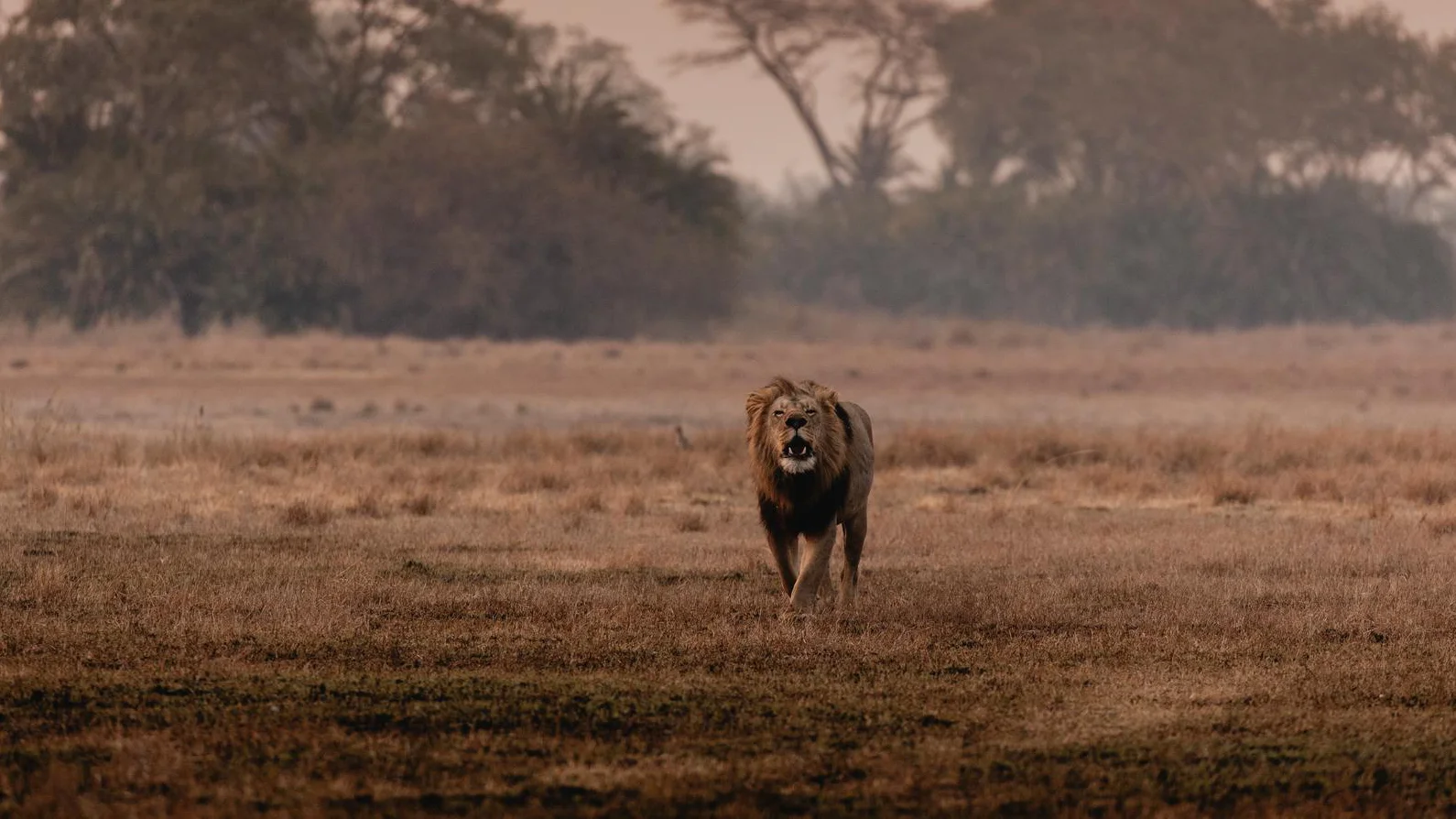 Male lion roars while walking in South Luangwa National Park during an African photo safari.