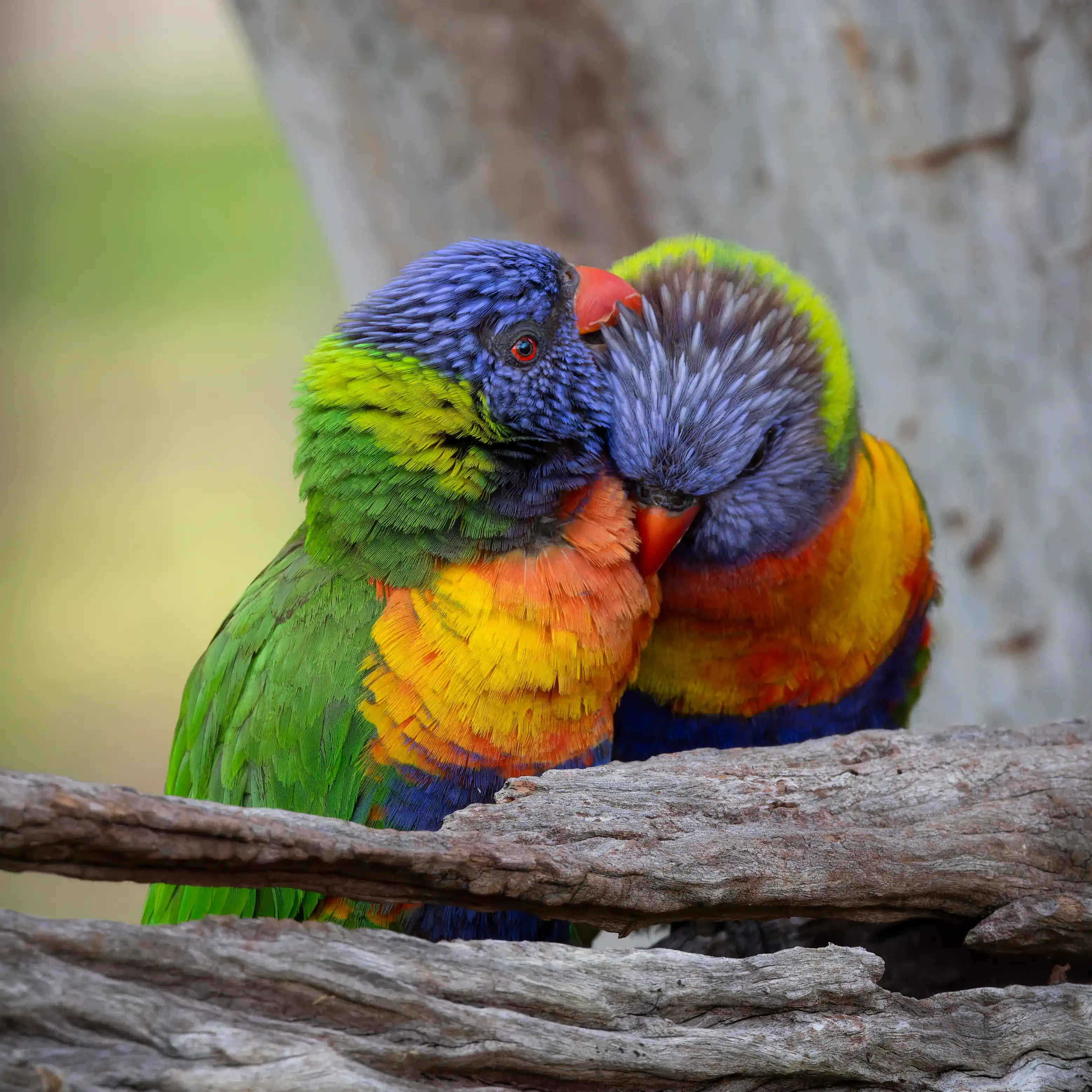 Two rainbow lorikeets cuddling on a branch, Australian wildlife photography