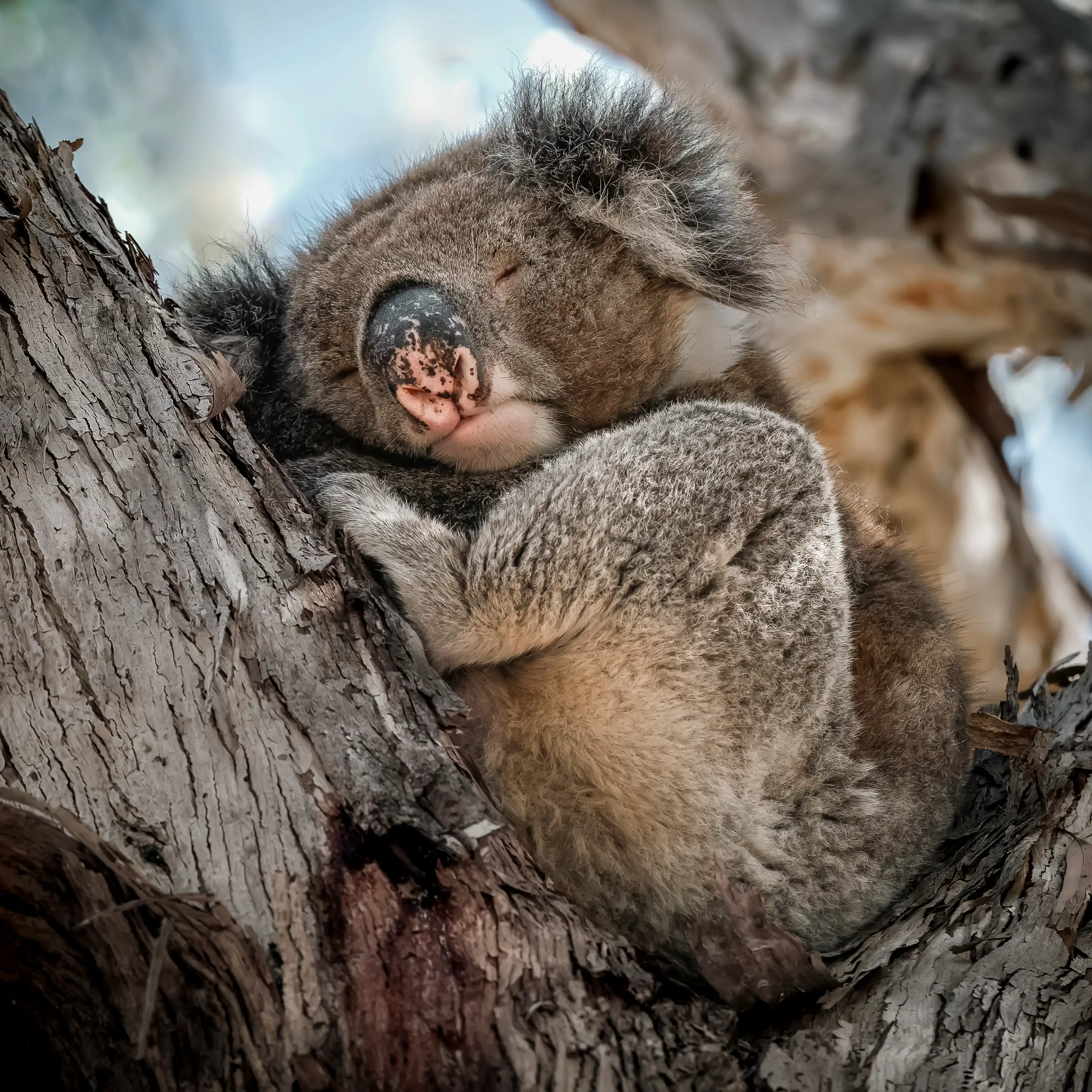 Koala sleeping in a eucalyptus tree, perfect for Australian wildlife photography workshops.