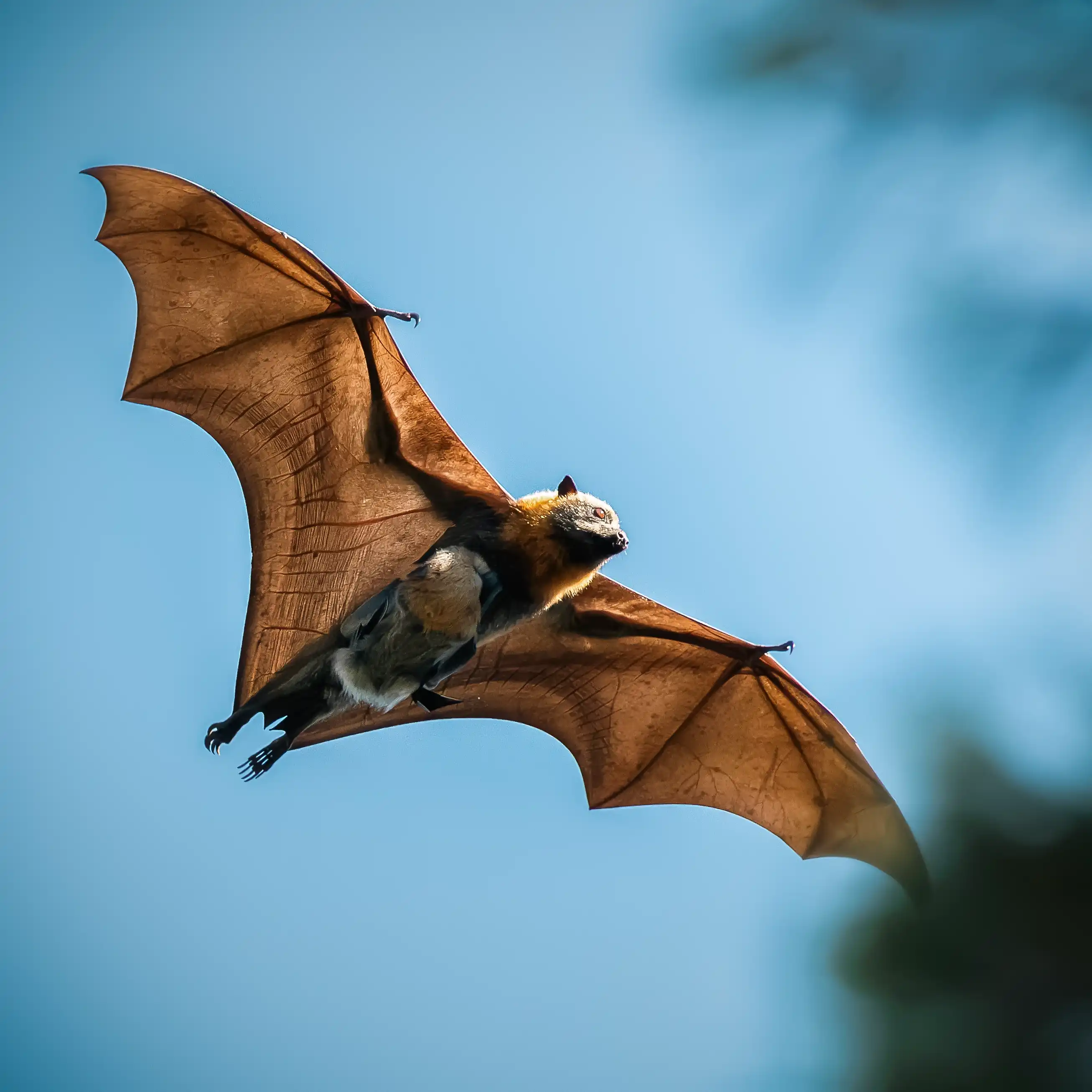 Australian flying fox in flight, wildlife photography workshop subject