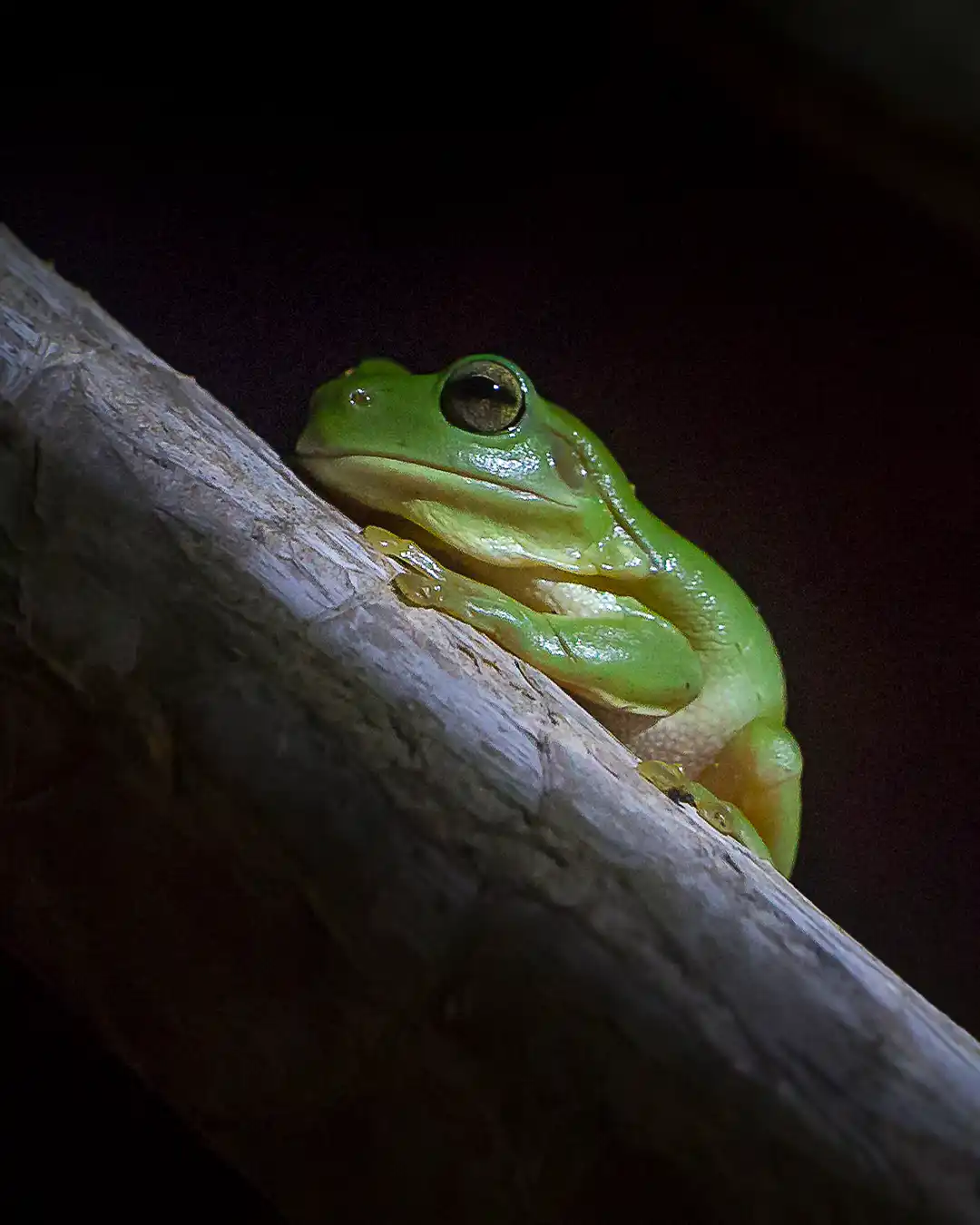 Green tree frog on a branch, Australian wildlife photography workshop