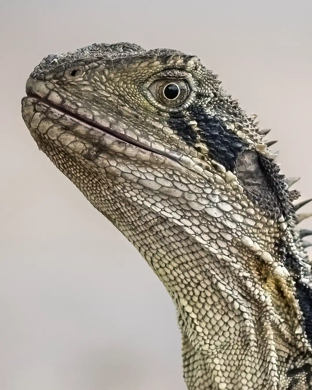 Australian water dragon headshot, perfect for wildlife photography workshops and safaris.