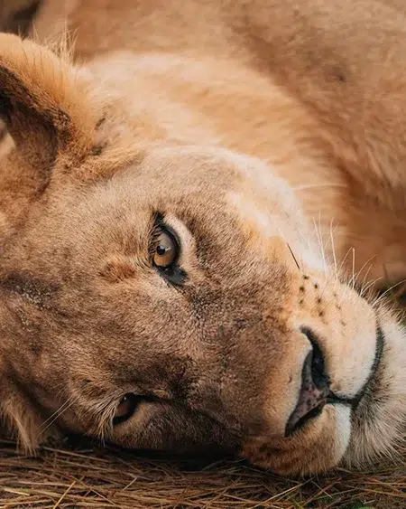 Close-up photo of a lioness resting in Hwange National Park, Zimbabwe, perfect for an African safari photo tour.