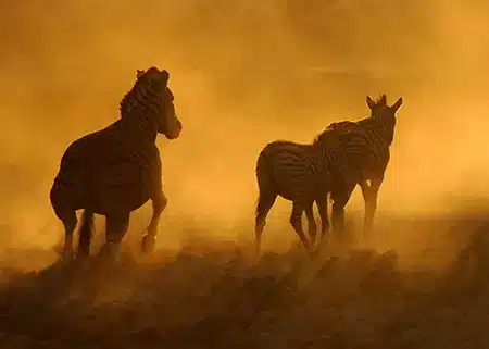Zebras in golden light during an African photo safari.