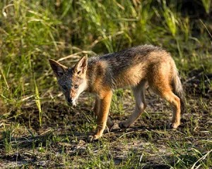 Golden jackal on an African safari, ideal for photo safari enthusiasts.