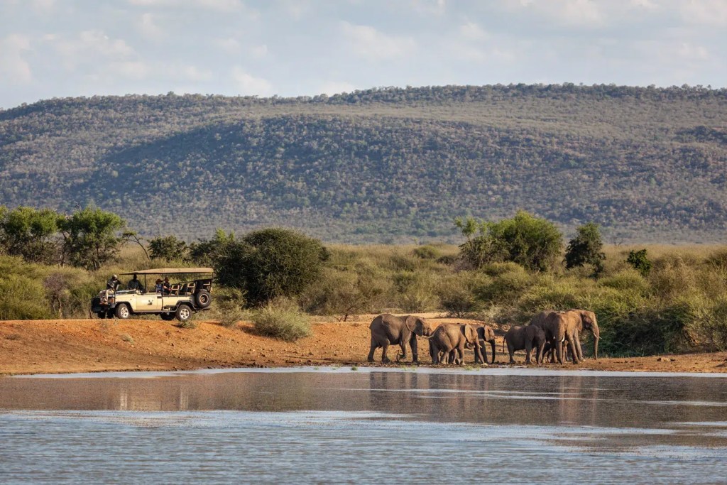 African safari: Elephants drink at waterhole with safari vehicle nearby in Madikwe