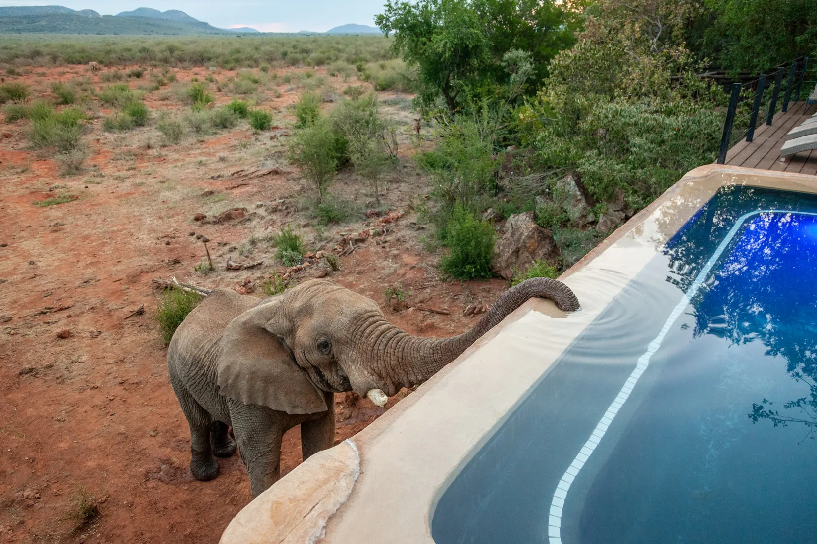 African safari: Elephant drinks from pool at Madikwe lodge, photo safari.