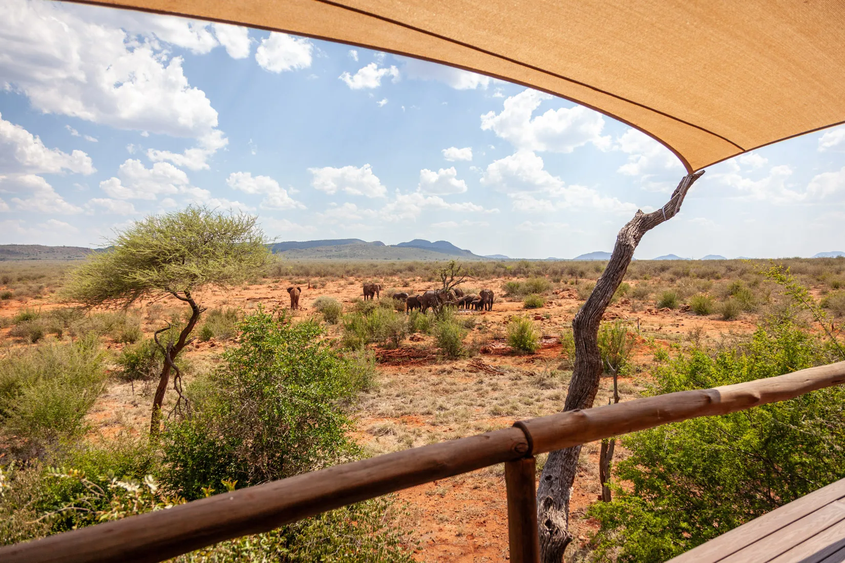 African safari photo safari: Elephants graze in the Madikwe landscape under a vast sky.