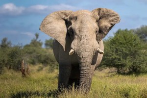 African elephant photographed near the Sand River on a MalaMala photo safari, South Africa