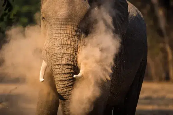 Elephant dust bathing along the Luangwa River during a South Luangwa photo safari