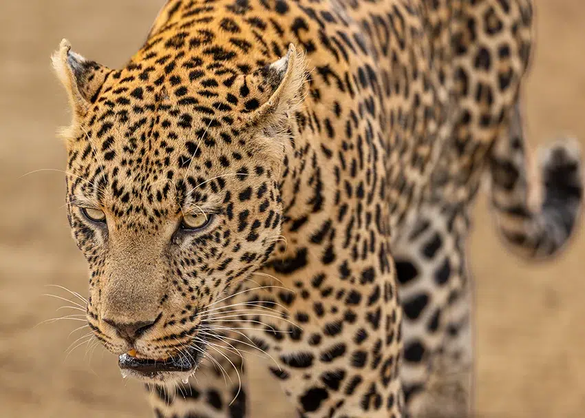 Leopard in riverine woodland during a South Luangwa photo safari