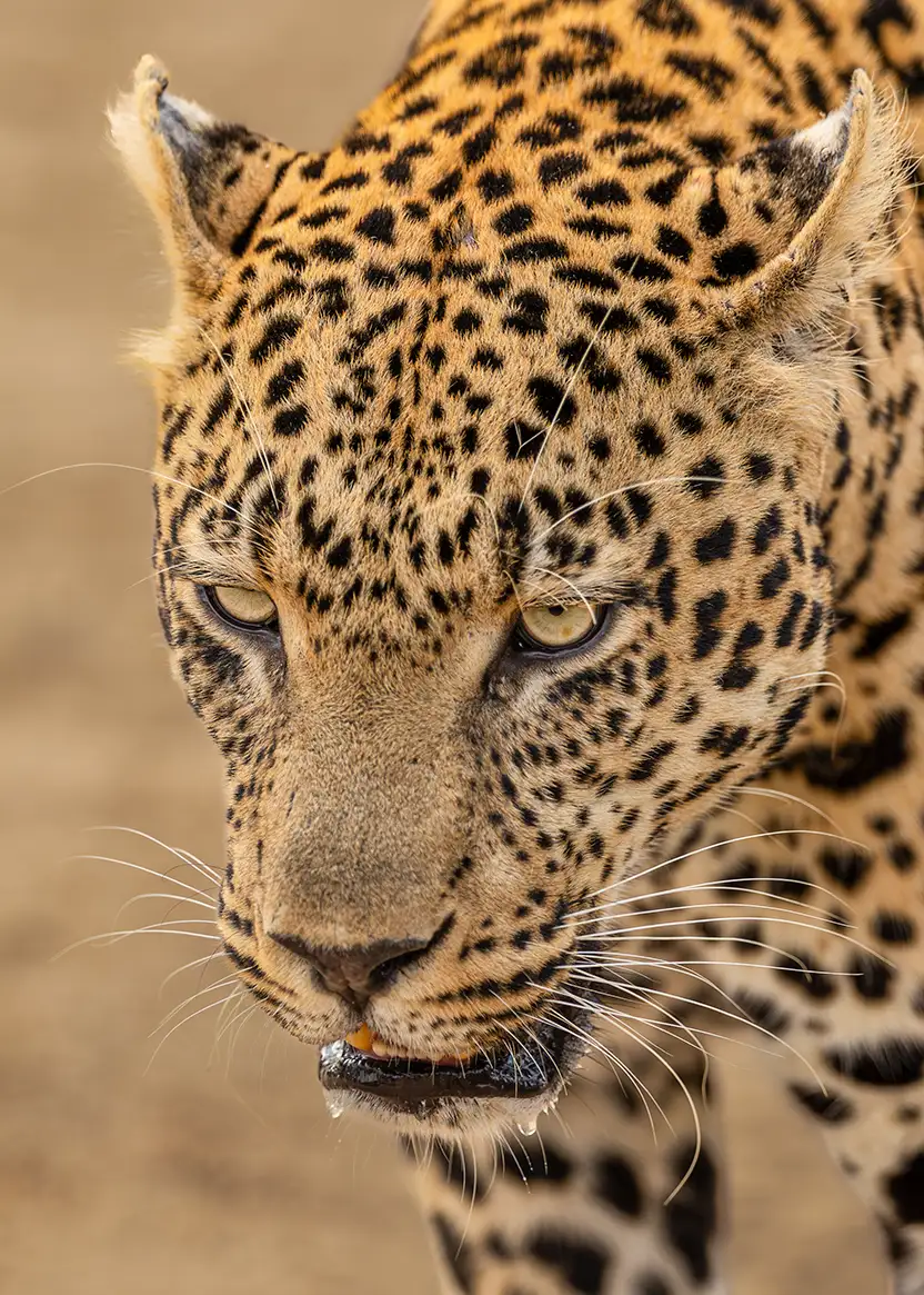Leopard portrait in South Luangwa National Park during a Zambia photo safari