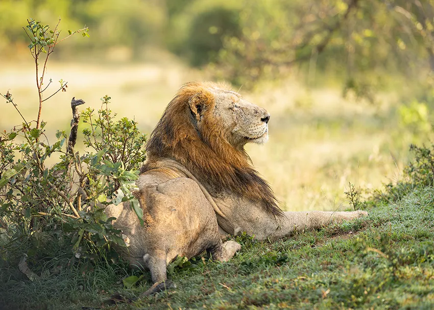 Male lion in South Luangwa National Park during a wildlife photography safari
