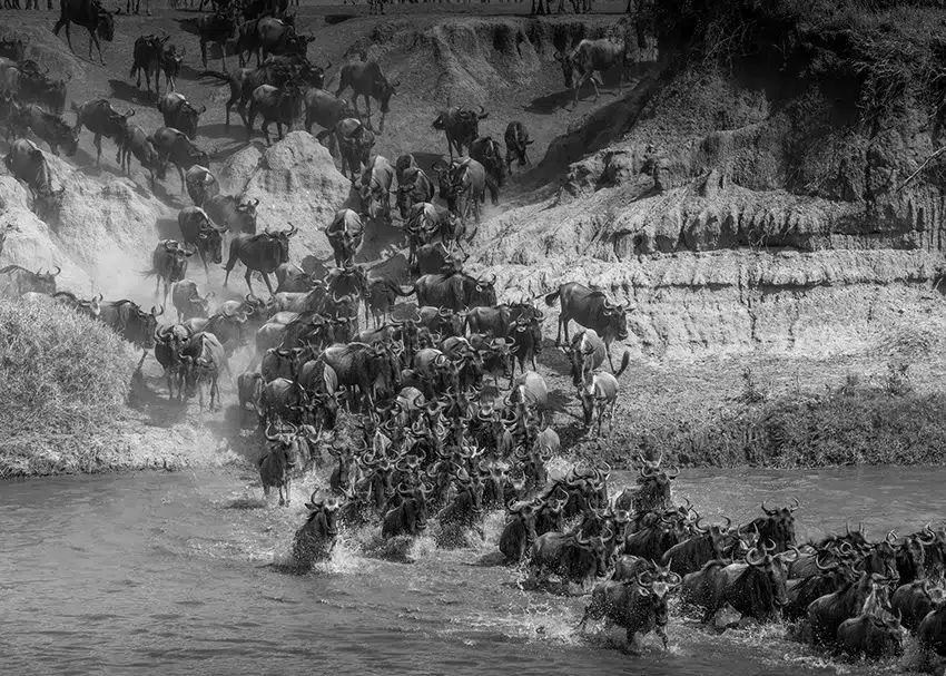 Wildebeest entering the Mara River on a Kenya and Tanzania migration photo safari
