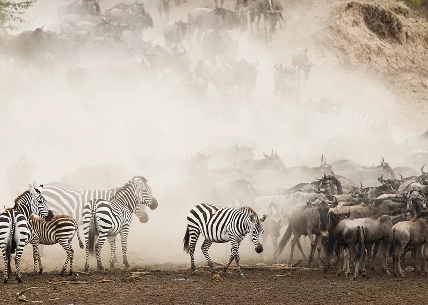 Zebra and wildebeest herds during a Great Migration photographic safari