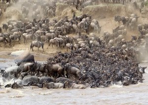 Wildebeest crossing river during Great Migration photo safari, African safari adventure.
