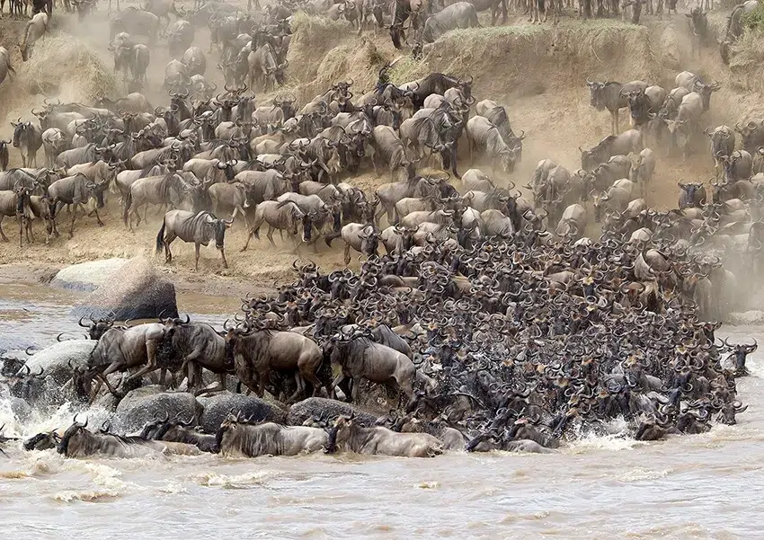 Wildebeest crossing river during Great Migration photo safari, African safari adventure.