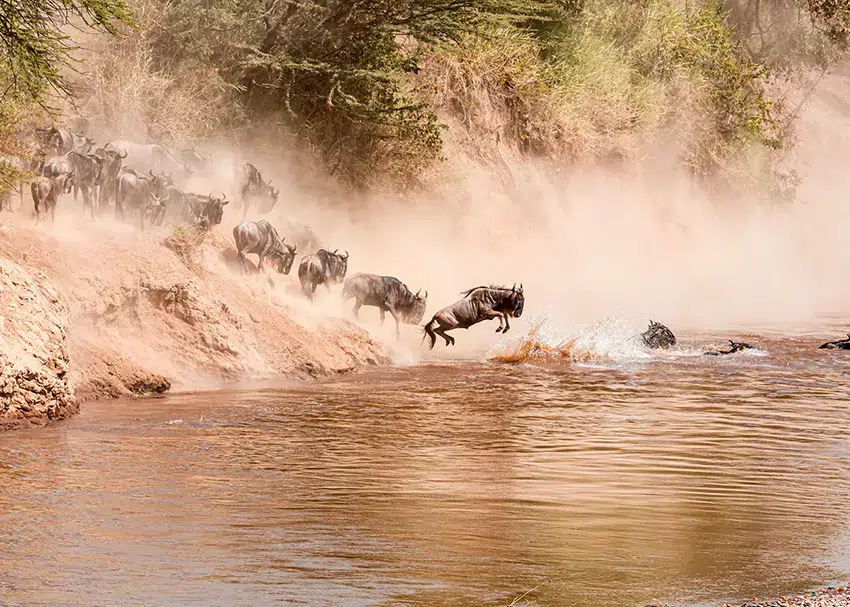 Mara River crossing during a Great Migration photographic safari in Kenya and Tanzania
