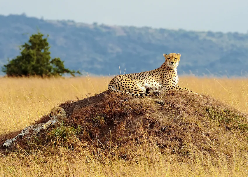 Cheetahs resting on termite mound on the Masai Mara plains during a Kenya photo safari