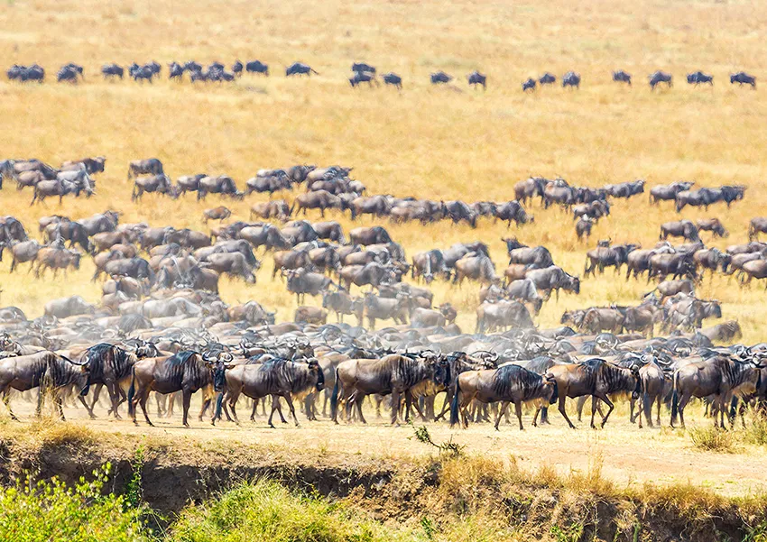 Ndutu calving season photo safari with wildebeest calves in the southern Serengeti