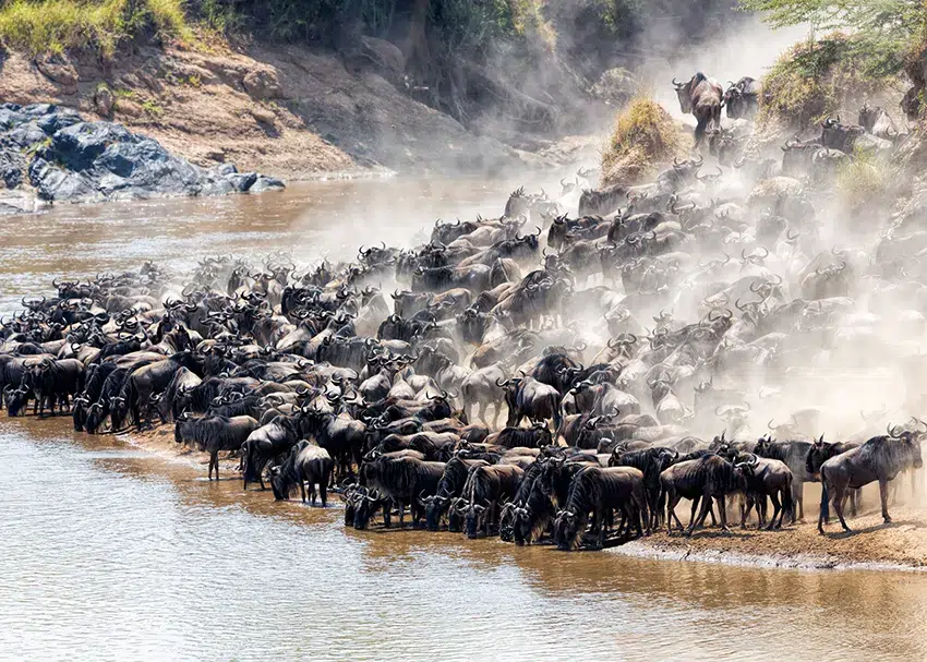Wildebeest herds crossing the Mara River during a Great Migration photo safari in East Africa