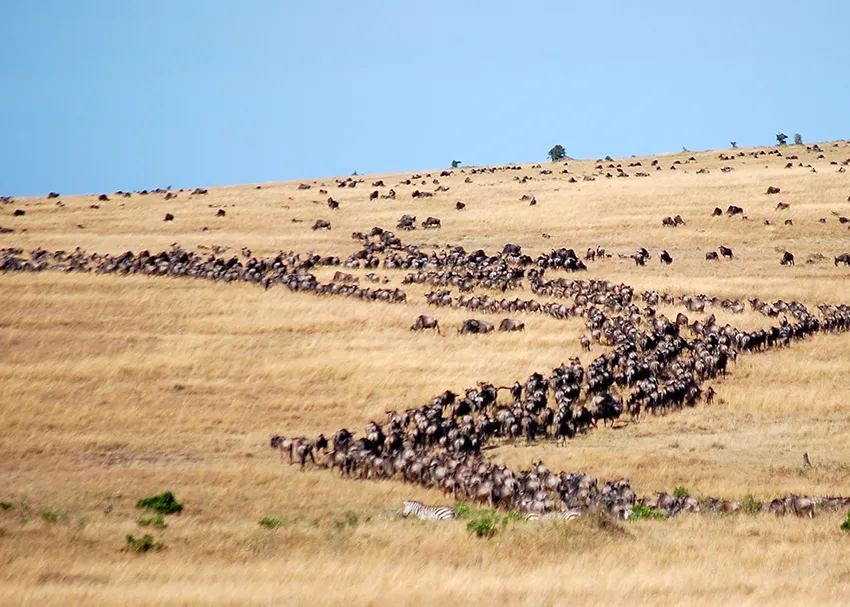 Western Serengeti migration movement during a Great Migration photo safari in Tanzania