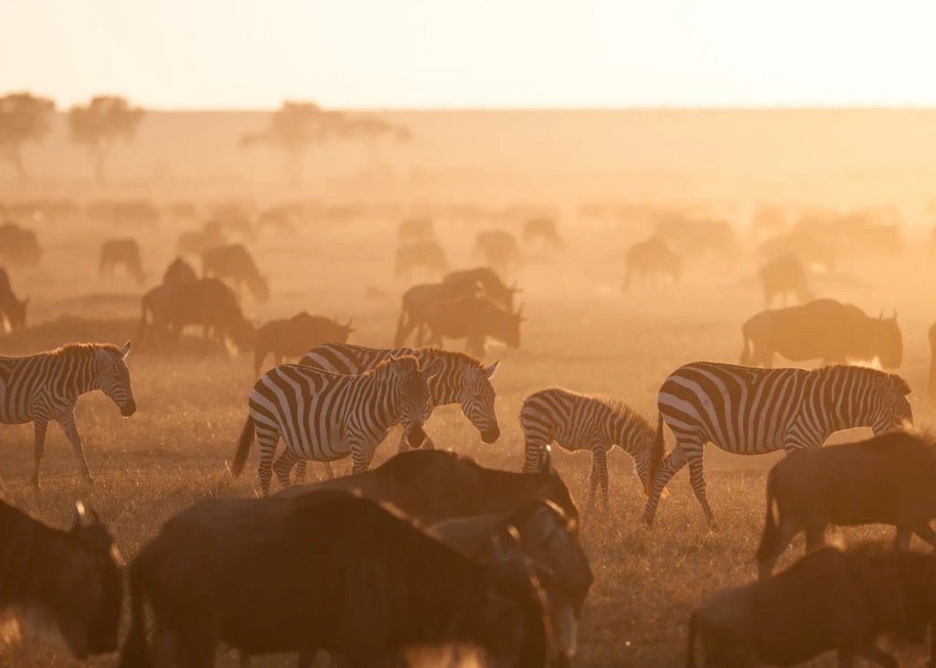 Herd of zebras and wildebeests in a misty African savanna at sunrise