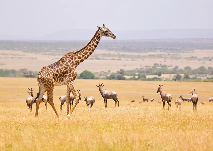 Giraffe and antelopes on African safari during Great Migration photo safaris